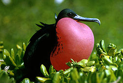 Frigate bird - Saona Island