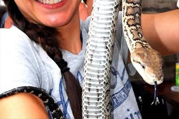 Large Hispaniola Boa Constrictor